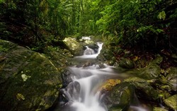 Hutan Hujan Ini Berumur 120 Juta Tahun