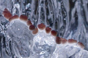 Limbah Organ Tubuh Manusia Jadi Menakjubkan Saat Dibikin Karya Seni 