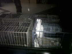 Pelihara Hewan Langka, Rumah Camat Kramat Jati Digeruduk Petugas BKSDA