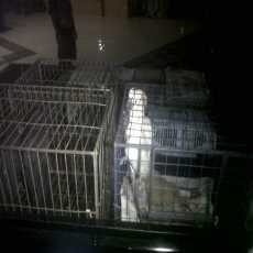 Hewan Langka Koleksi Camat Kramatjati Dibawa ke PPS Tegal Parang