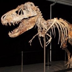 Selundupkan Fosil Dinosaurus Berusia 70 Juta Tahun, Pria AS Dibekuk