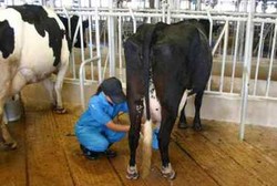 Susu Sapi Ternyata Dapat Digunakan Obati HIV