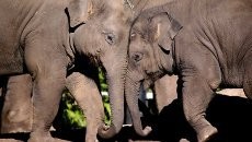 Seorang Wanita Kritis Usai Diserang Gajah di Kebun Binatang