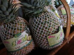 Honi, Nanas Unggulan yang Kaya Khasiat