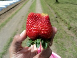 strawberry. strawberry. strawberry