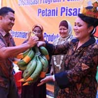 Kesejahteraan Petani Pisang Agung Terjamin