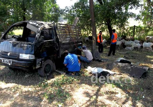Pick Up Pengangkut Hewan Kurban Terguling