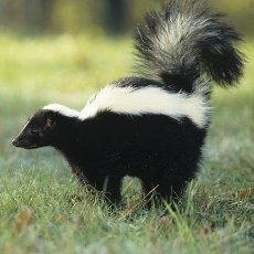 Dikira Binatang, Bocah Berkostum Halloween Kena Tembak