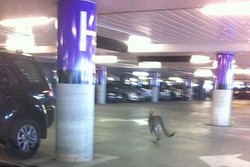 Foto Twitter Kanguru Masuk Bandara Melbourne Bikin Heboh