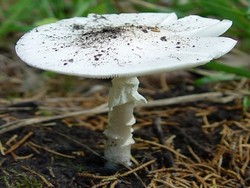 Sekeluarga Nyaris Tewas Karena Jamur Goreng