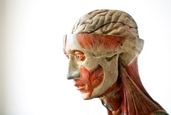 Organ-organ Tubuh yang Tumbuh di Tempat Aneh dan Tak Semestinya