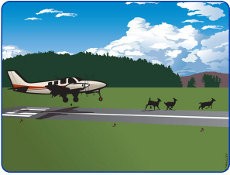 Binatang-binatang yang Pernah Nyasar ke Runway Bandara