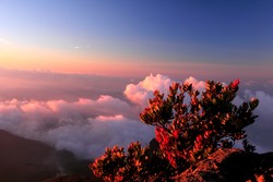 Cantigi di Puncak Gn Gede