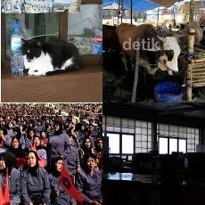 6 Alasan Birokrat DKI yang Kantornya Masih Tidur Saat Jokowi Sidak