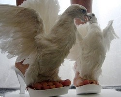 Bikin Sepatu dari Bangkai Binatang, Wanita Ini Dilirik Lady Gaga