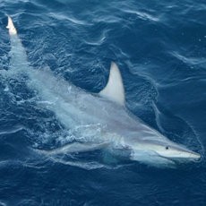 Peselancar Tewas Diserang Hiu di Pantai California