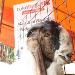 Jual Beli Hewan Qurban pun Laris di Internet