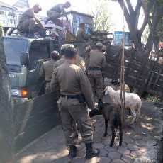Satpol PP Angkut Dua Kambing Kurban yang Mejeng di Trotoar