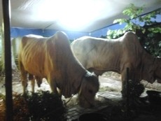 SBY Kurban Sapi di Istiqlal Seberat 1 Ton