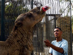 Wah, Unta Juga Doyan Coca-Cola!