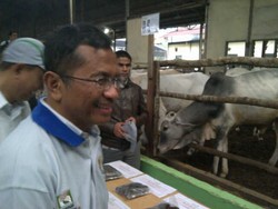 Dahlan Rela Bangun Pagi Demi Menengok Sapi & Sawit