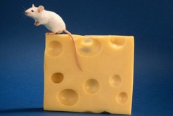  Waduh, Makan Keju Bikin Pria Kurang Subur