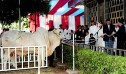 Demi Daging Kurban, Warga Tangerang dan Bogor Menginap di Istiqlal