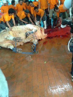  20 Orang Berjibaku Taklukkan Sapi Milik SBY