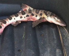 Bukk! Ada Hiu Tutul Jatuh dari Langit California