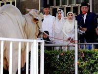 SBY Serahkan Sapi Kurban Seberat 1,7 Ton