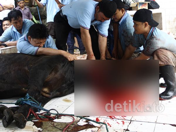 Ribuan Paket Kurban Siap Dibagikan