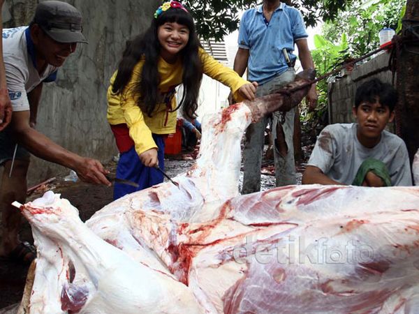 Kurban, Amel Carla Potong Sapi
