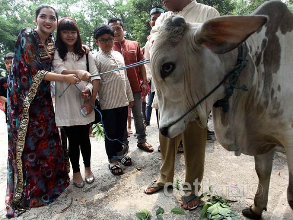 Anang-Ashanty Serahkan Hewan Kurban