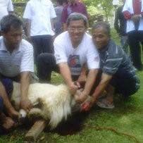 Heryawan Jadi Jagal Dadakan Hewan Kurban