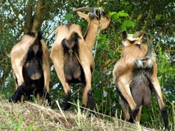 Benarkah Torpedo Kambing Bikin Seks Makin Dahsyat?