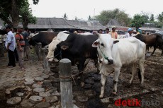 Pemprov DKI Diminta Tertibkan Pedagang Hewan Kurban Pinggir Jalan