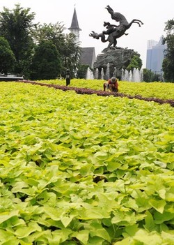 Kadis Pertamanan akan Paparkan Konsep Taman Cantik ke Jokowi