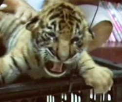 Bawa 16 Anak Harimau, Supir Truk Ini Ditangkap Polisi