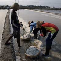 Musim Pancaroba, Petani Garam Diliputi Rasa Cemas
