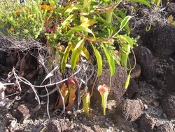 Ini Nih 4 Tempat dengan Tumbuhan Paling Unik di Indonesia