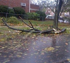 Anggota Polri di New York: Listrik Mati, Pohon Bertumbangan!