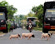Hewan Ternak Tak Bertuan di Balinugara