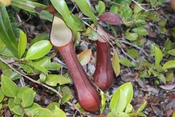 Kersik Luway, Surganya Tanaman Langka di Indonesia