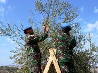 Prajurit TNI di Lebanon Bantu Panen Buah Zaitun