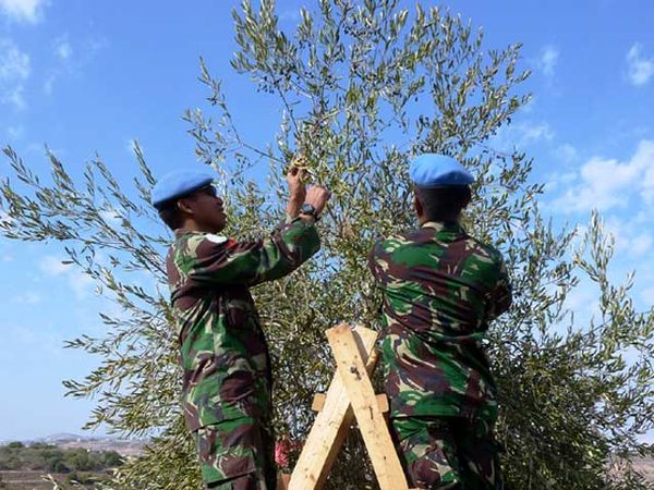 Prajurit TNI di Lebanon Bantu Panen Buah Zaitun