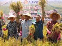 Hatta Panen Raya di Desa Ampeldento