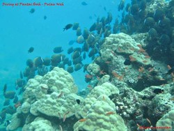 Menyelami Surga Bawah Laut Pulau Paling Barat Indonesia 