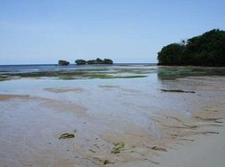 Aneh Tapi Nyata, Pantai Ini Punya Ratusan Mata Air Tawar