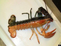 Wah, Cantiknya Lobster Dengan Dua Warna Ini!