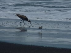 Cari Suhu Hangat, Ribuan Burung Asal Siberia Singgah di Banyumas